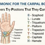 acronym for hand bones